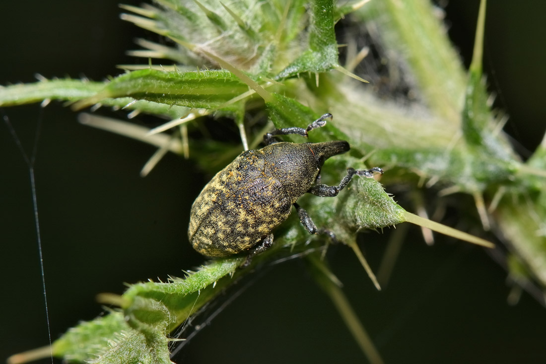 Curculionidae: Larinus turbinatus?  S  !